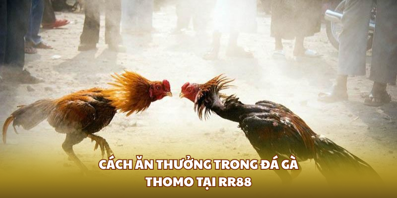 Cách ăn thưởng trong đá gà Thomo tại RR88