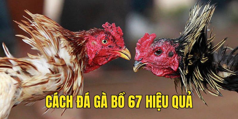 Cách đá gà bồ 67 hiệu quả