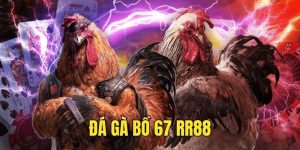 đá gà bồ 67