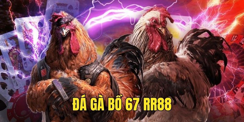 đá gà bồ 67