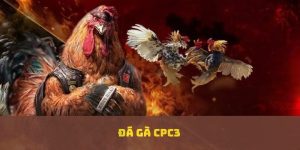 đá gà cpc3
