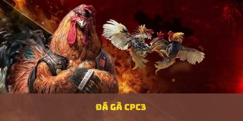 đá gà cpc3