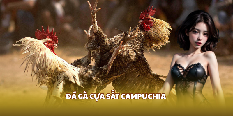 Cách phân định thắng thua trong đá gà cựa sắt Campuchia