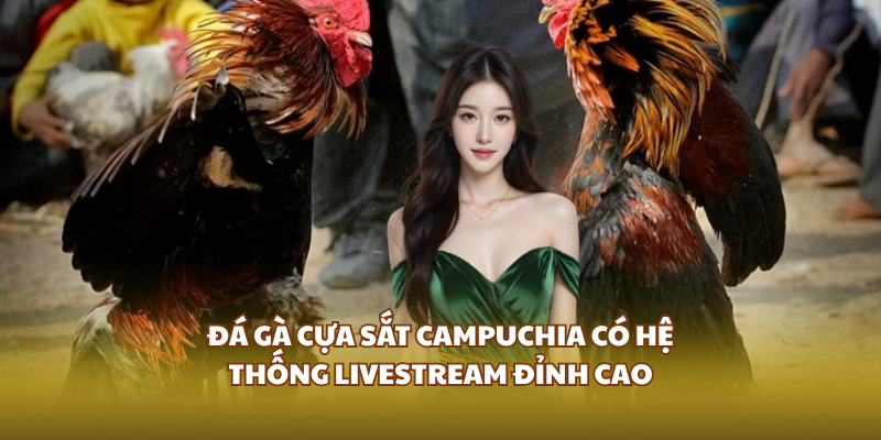 Đá gà cựa sắt Campuchia có hệ thống livestream đỉnh cao