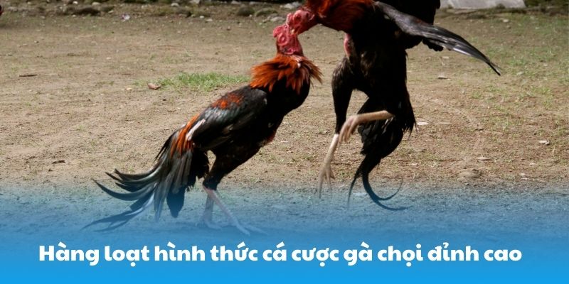 Hàng loạt hình thức cá cược gà chọi đỉnh cao
