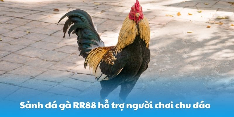 Sảnh đá gà RR88 hỗ trợ người chơi chu đáo