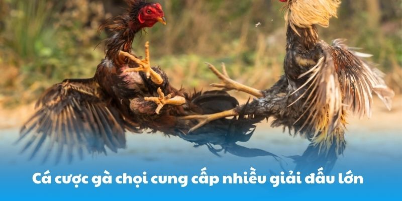 Cá cược gà chọi cung cấp nhiều giải đấu lớn