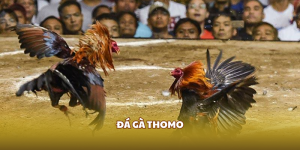 đá gà thomo