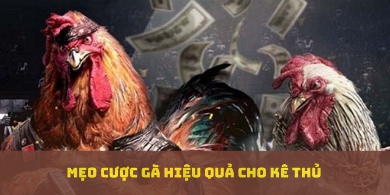 Mẹo cược gà hiệu quả cho kê thủ