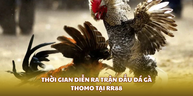 Thời gian diễn ra trận đấu đá gà Thomo tại RR88