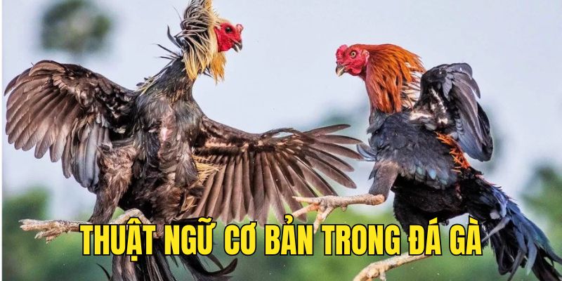 Thuật ngữ cơ bản trong đá gà