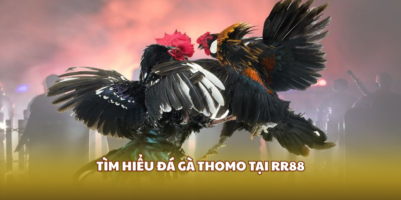 Tìm hiểu đá gà Thomo tại RR88