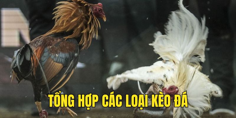 Tổng hợp các loại kèo đá